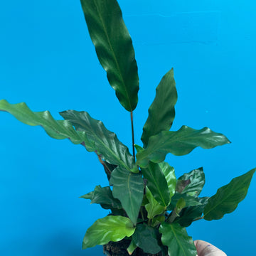 Calathea rufibarba