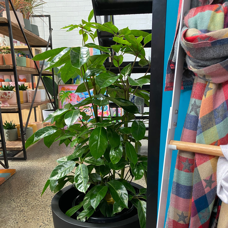 Schefflera amate | Umbrella Tree