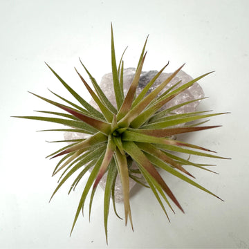 D | Crystal Air Plant