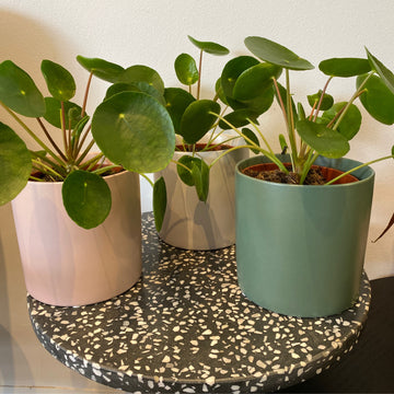 Pilea peperomiodes + cylinder pot combo