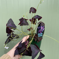 Oxalis triangularis | Purple Shamrock