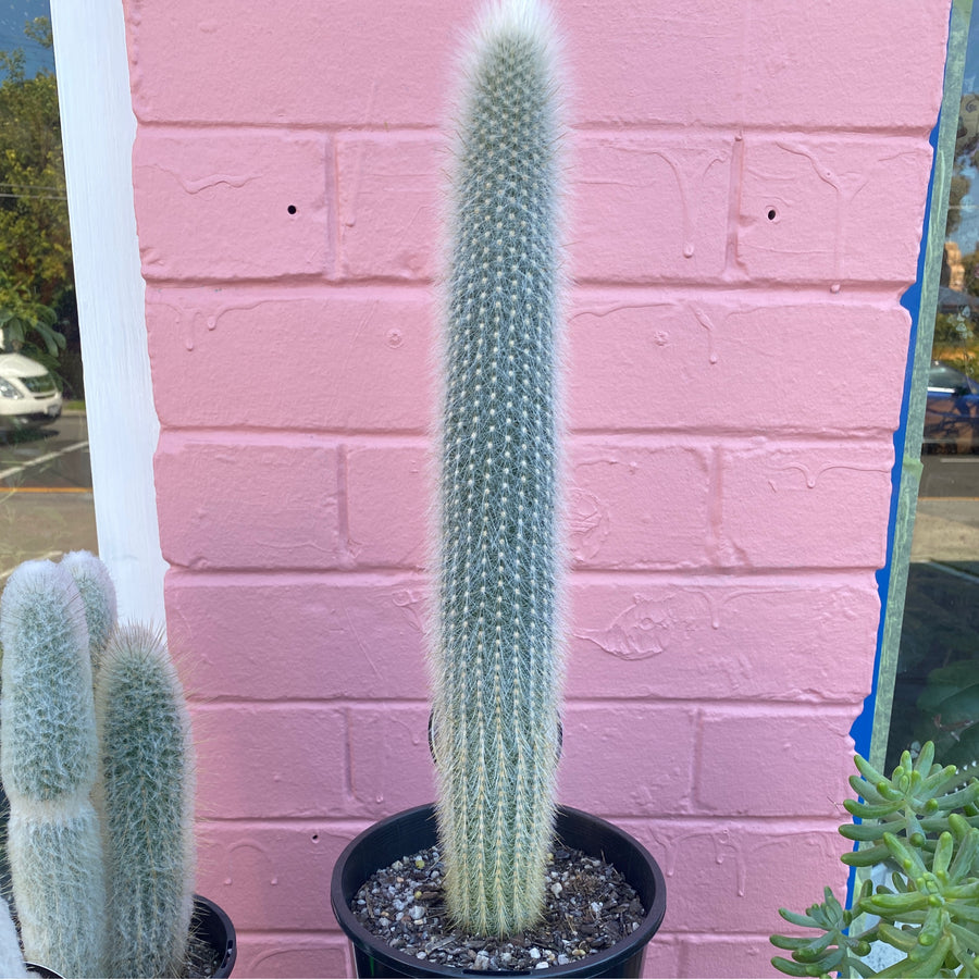 Cleistocactus strussii | silver torch