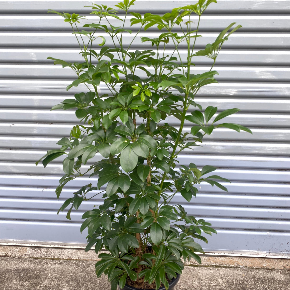 Schefflera arboricola