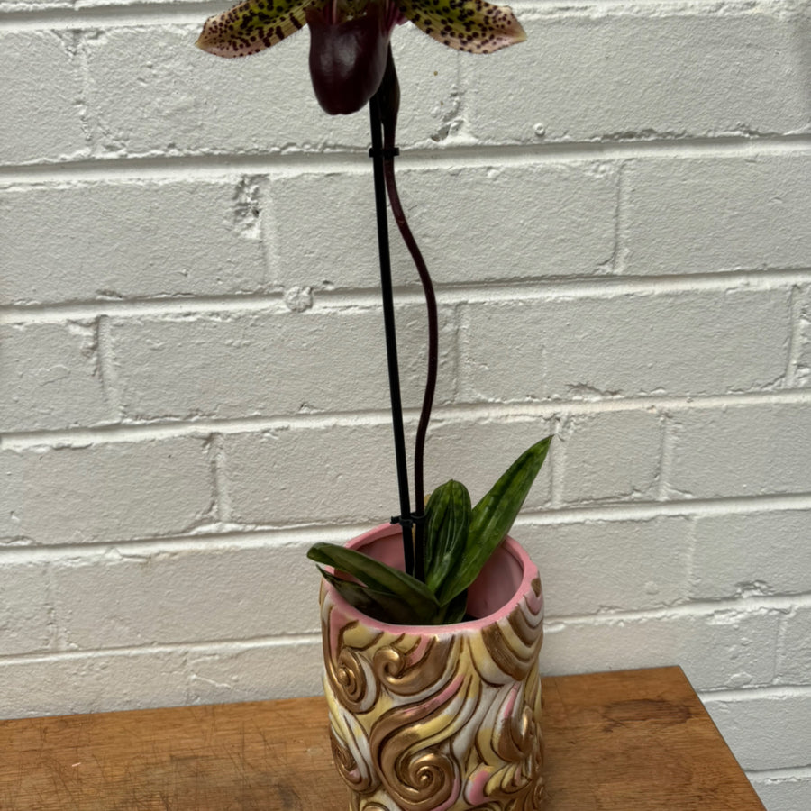 Slipper Orchid + Ellen Designs Fancy Cake Planter COMBO