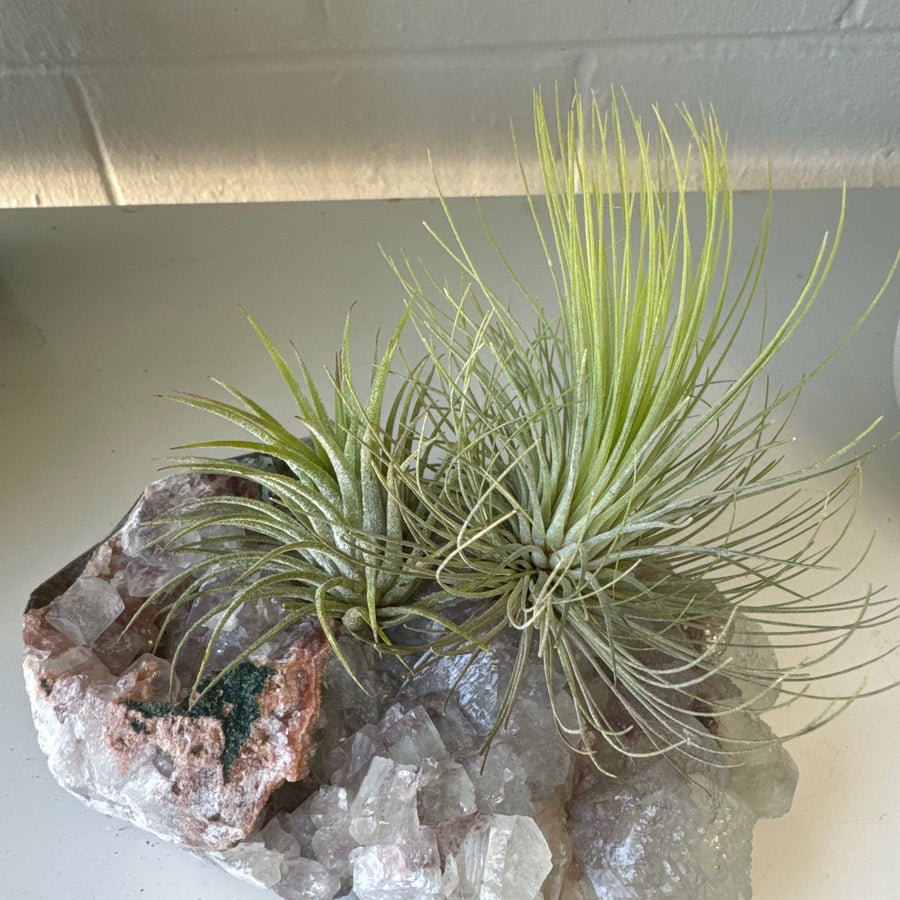 F | Crystal Air Plant