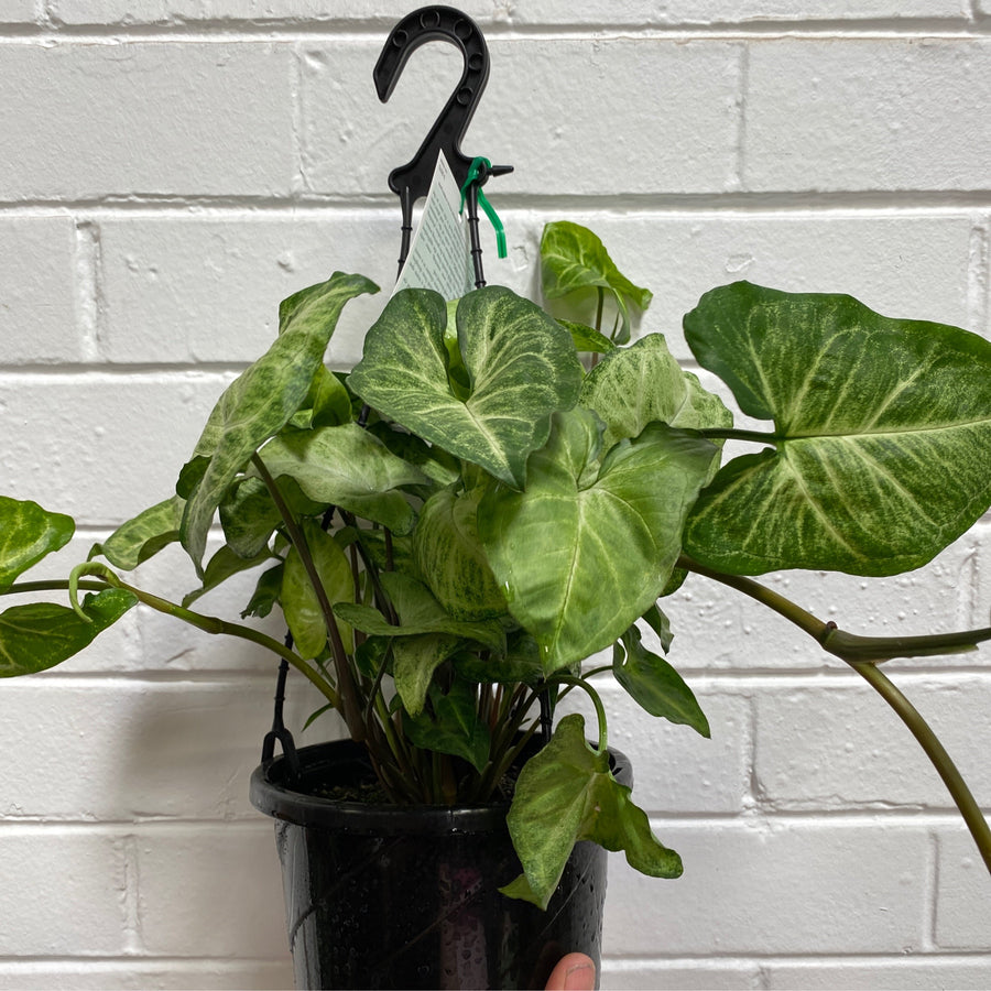 Syngonium podophyllum White Butterfly