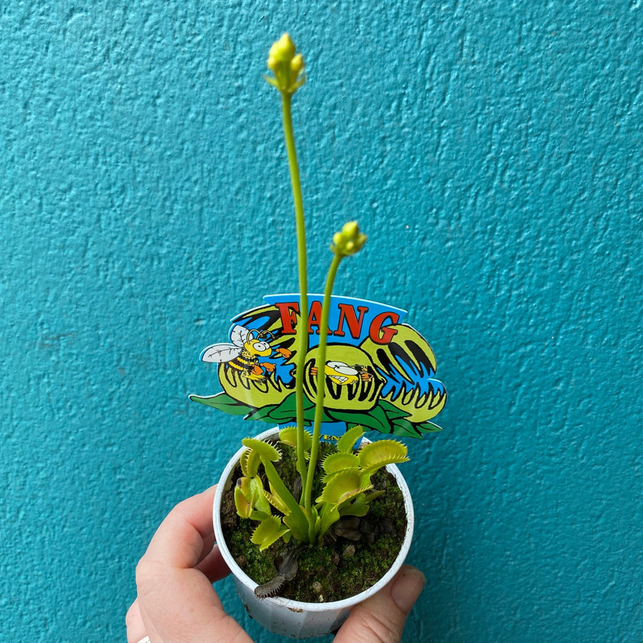 Venus Fly Trap