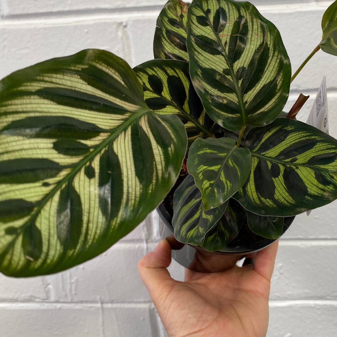 Calathea makoyana Peacock Plant