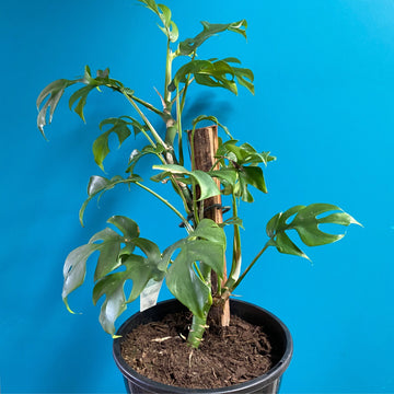 Rhaphidophora tetrasperma