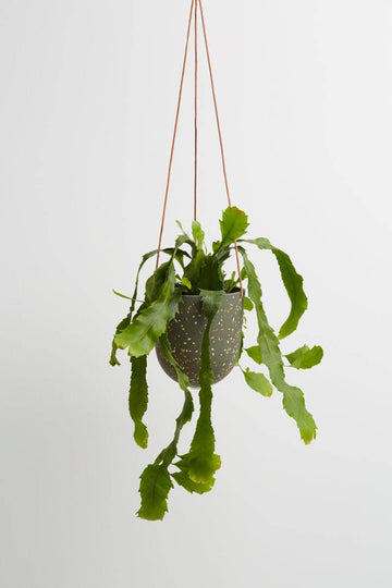Terrazzo Hanging Pot | Agave Terrazzo