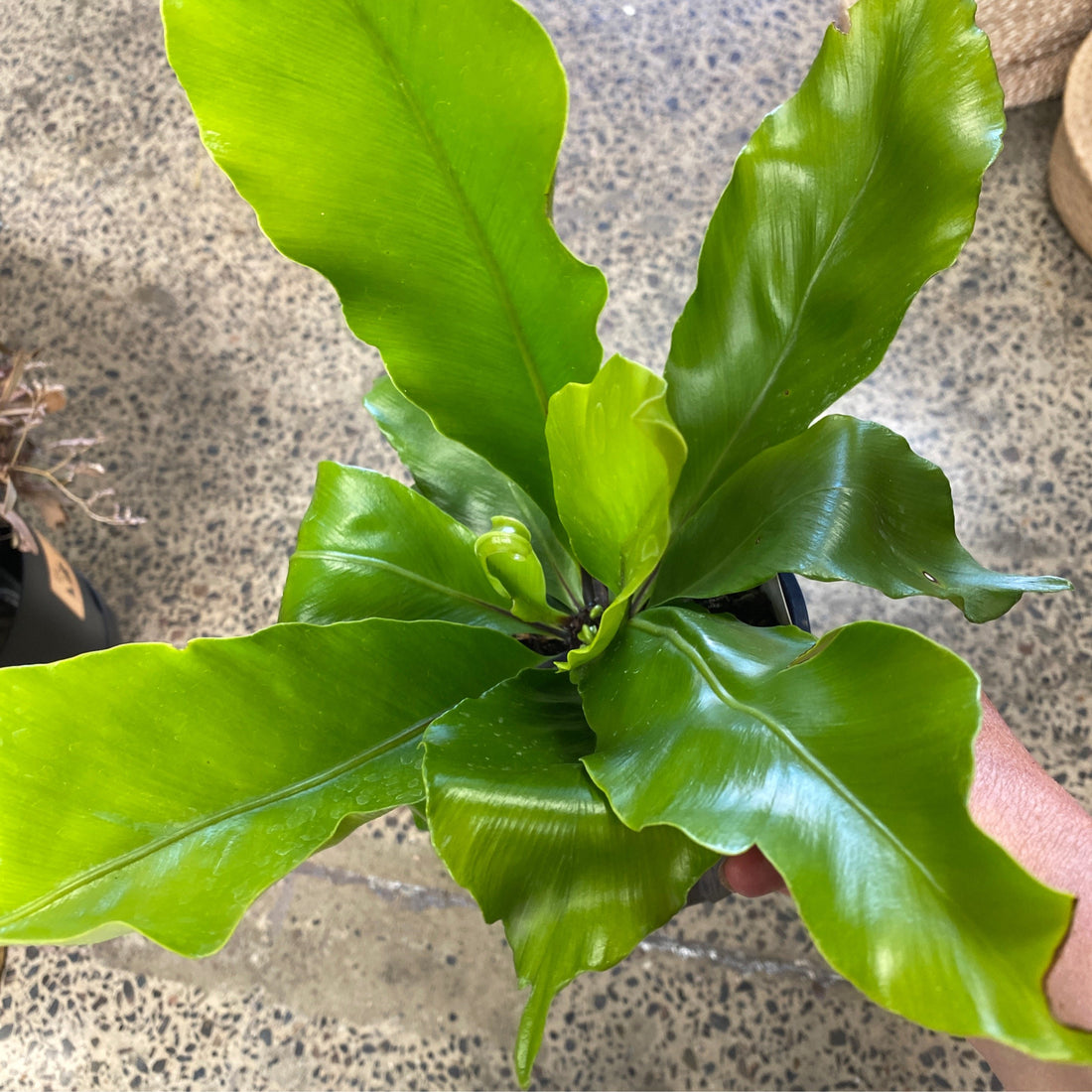 Asplenium nidus | Birds Nest