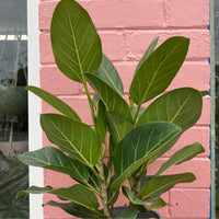 Ficus benghalensis ‘Audrey’