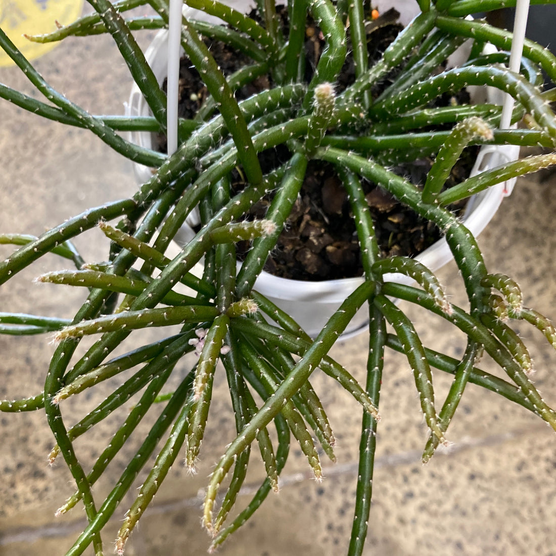 Rhipsalis horrida