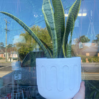 Snake plant + Pot comb