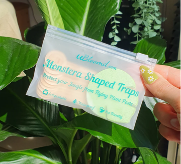 Monstera shaped sticky traps | 10 pack