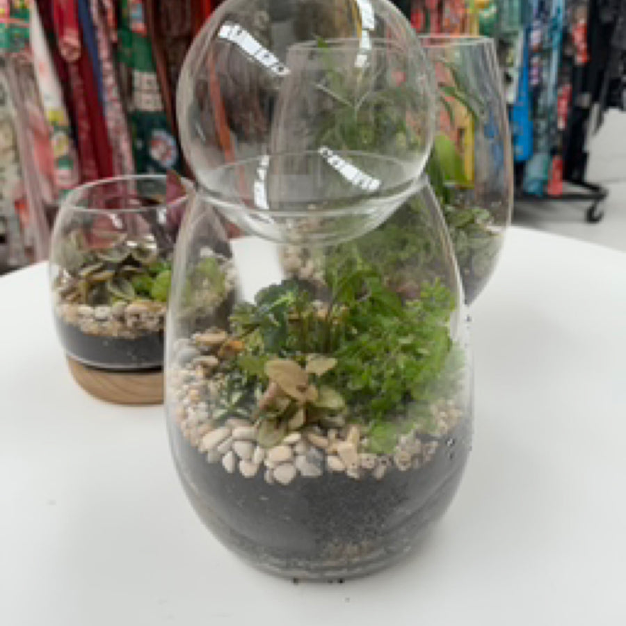 Belly Vase terrarium