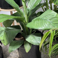 Spathiphyllum Sensation