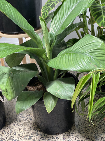 Spathiphyllum Sensation