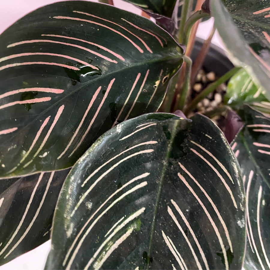 Calathea ornata