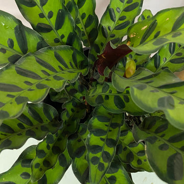 Calathea insignis | Rattle Snake Plant