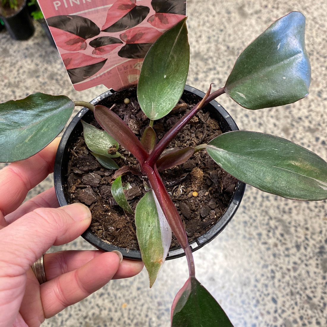 Philodendron Pink Princess