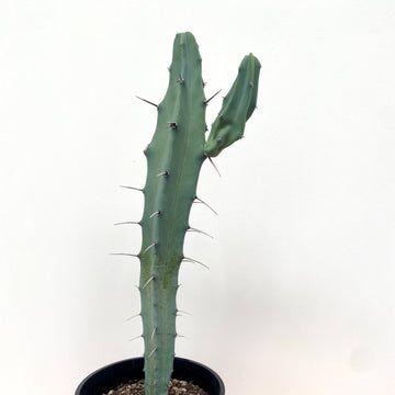 Myrtillocactus geometrizans | Blue Torch Cactus