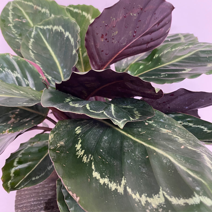 Calathea roseopicta Dottie