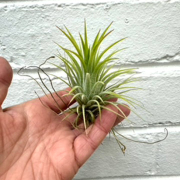 Tillandsia