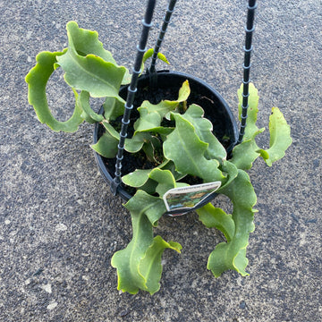 Epiphyllum gatarmalense var. montrosa ‘Curly Sue’