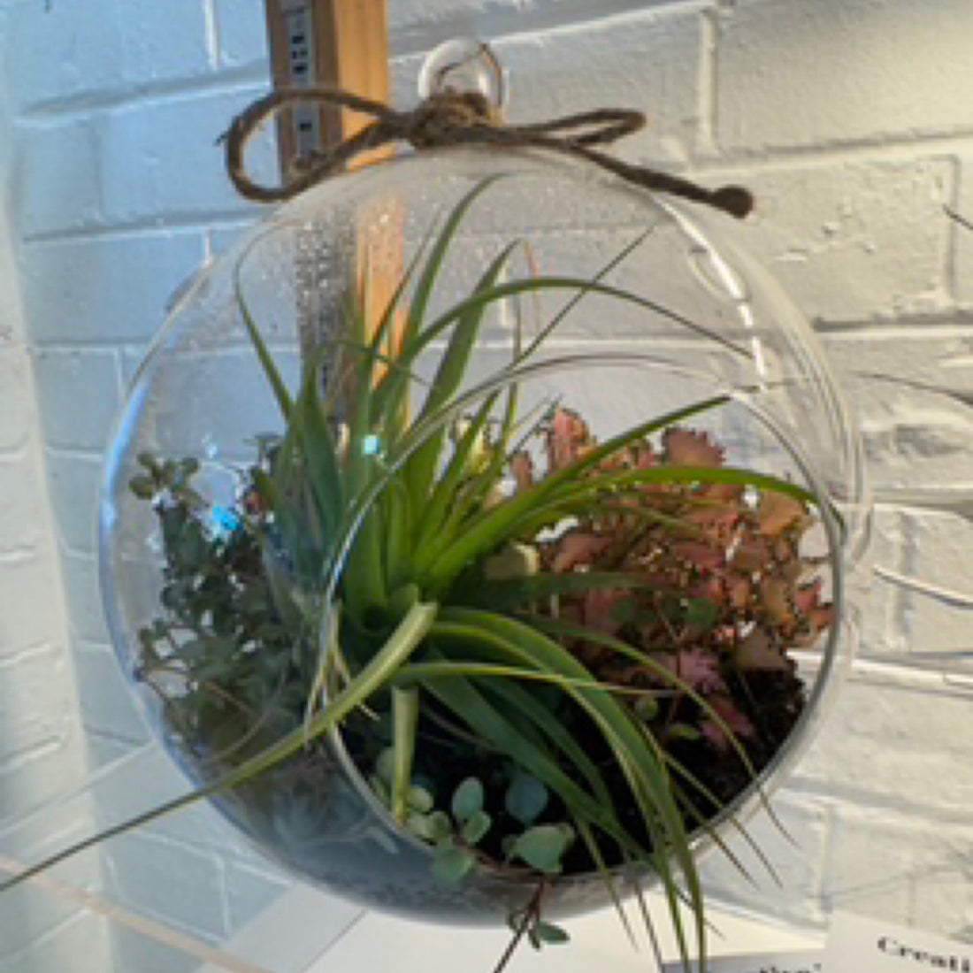 20cm Hanging Terrarium