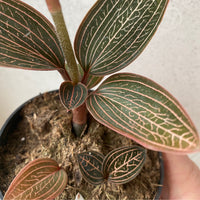 Ludisia discolor | Jewel Orchid