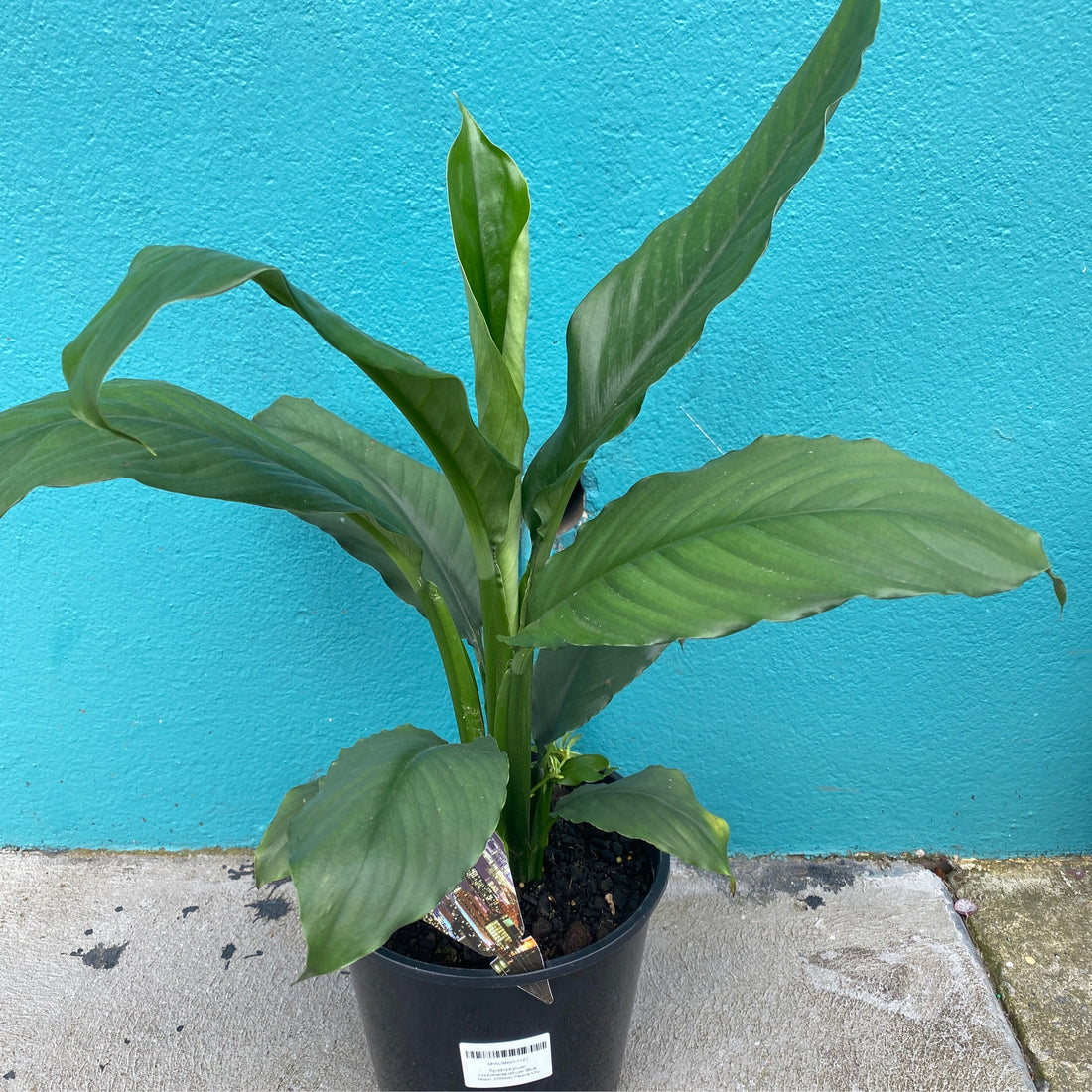 Spathiphyllum | Blue Moon