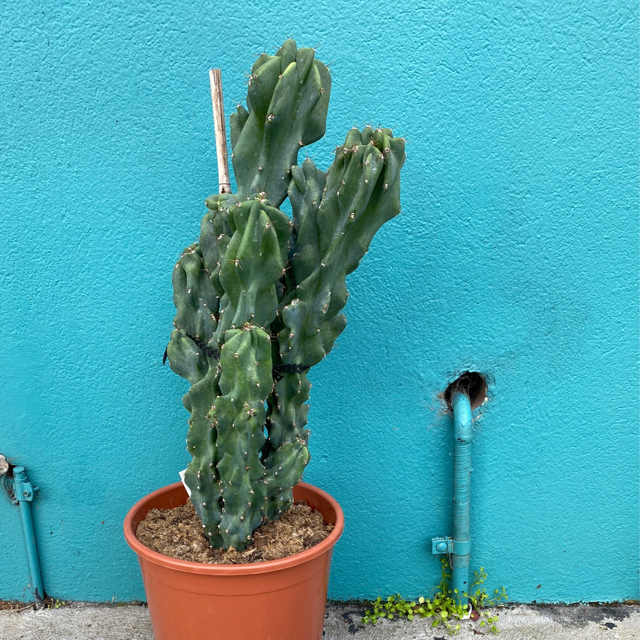 Cereus peruvianus Monstrose