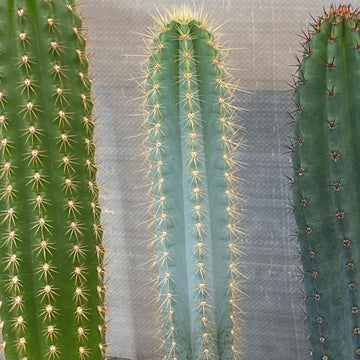 Philocereus azures | Blue Torch Cactus