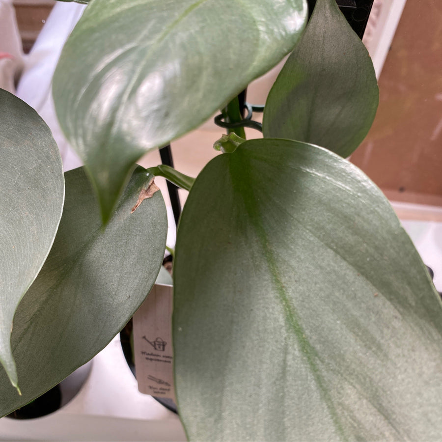 Philodendron hastatum ‘Silver Sword’