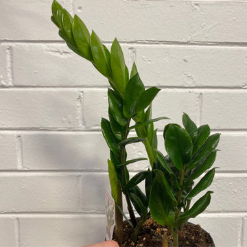 Zamioculcas zamiifolia | ZZ Plant