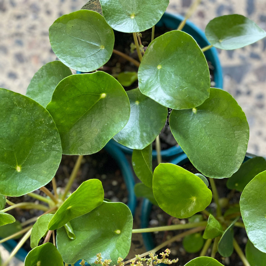 Pilea peperomiodes 12cm pot