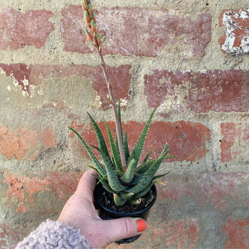 Assorted Flowering Aloe