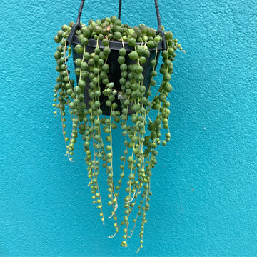 Senecio rowleyanus | String of Pearls