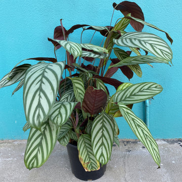 Ctenanthe oppenheimer | 25cm pot