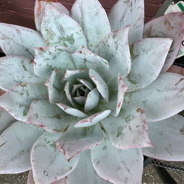 Echeveria ‘Cante’