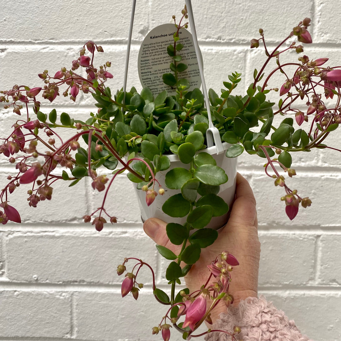 Kalanchoe uniflora