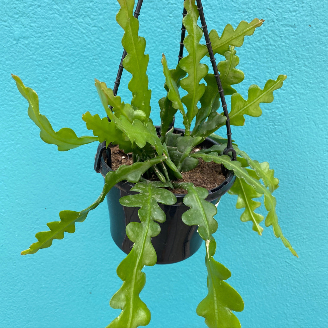 Epiphyllum anguliger | Ric Rac Cactus