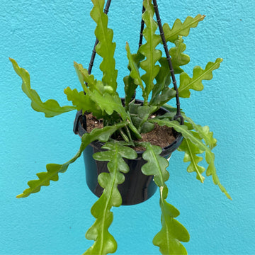Epiphyllum anguliger | Ric Rac Cactus