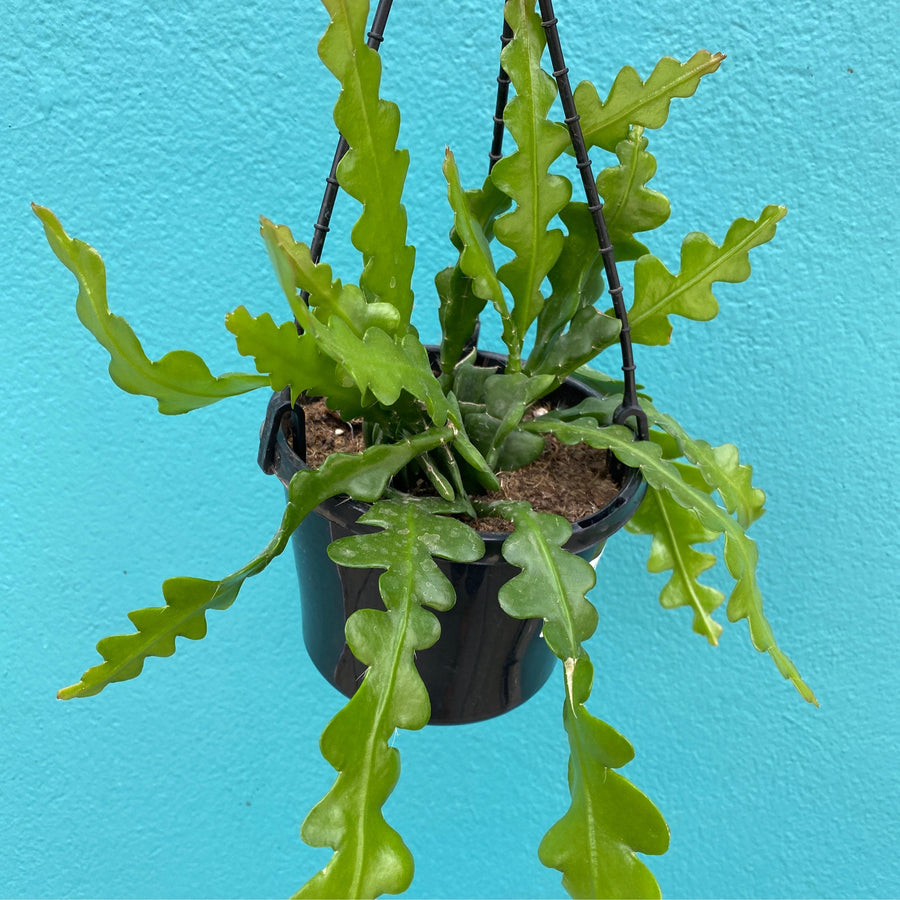 Epiphyllum anguliger | Ric Rac Cactus