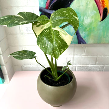 Monstera Thai Constellation + Orbit Pot