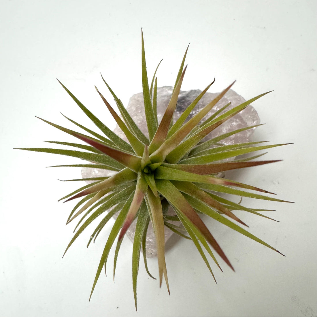 D | Crystal Air Plant