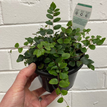 Pellaea rotundifolia | Button Fern