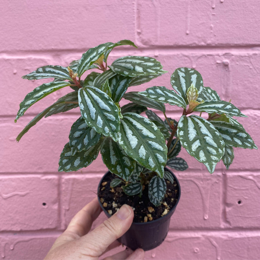 Pilea cardierei