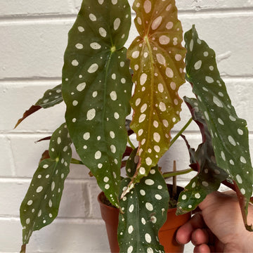 Begonia maculata